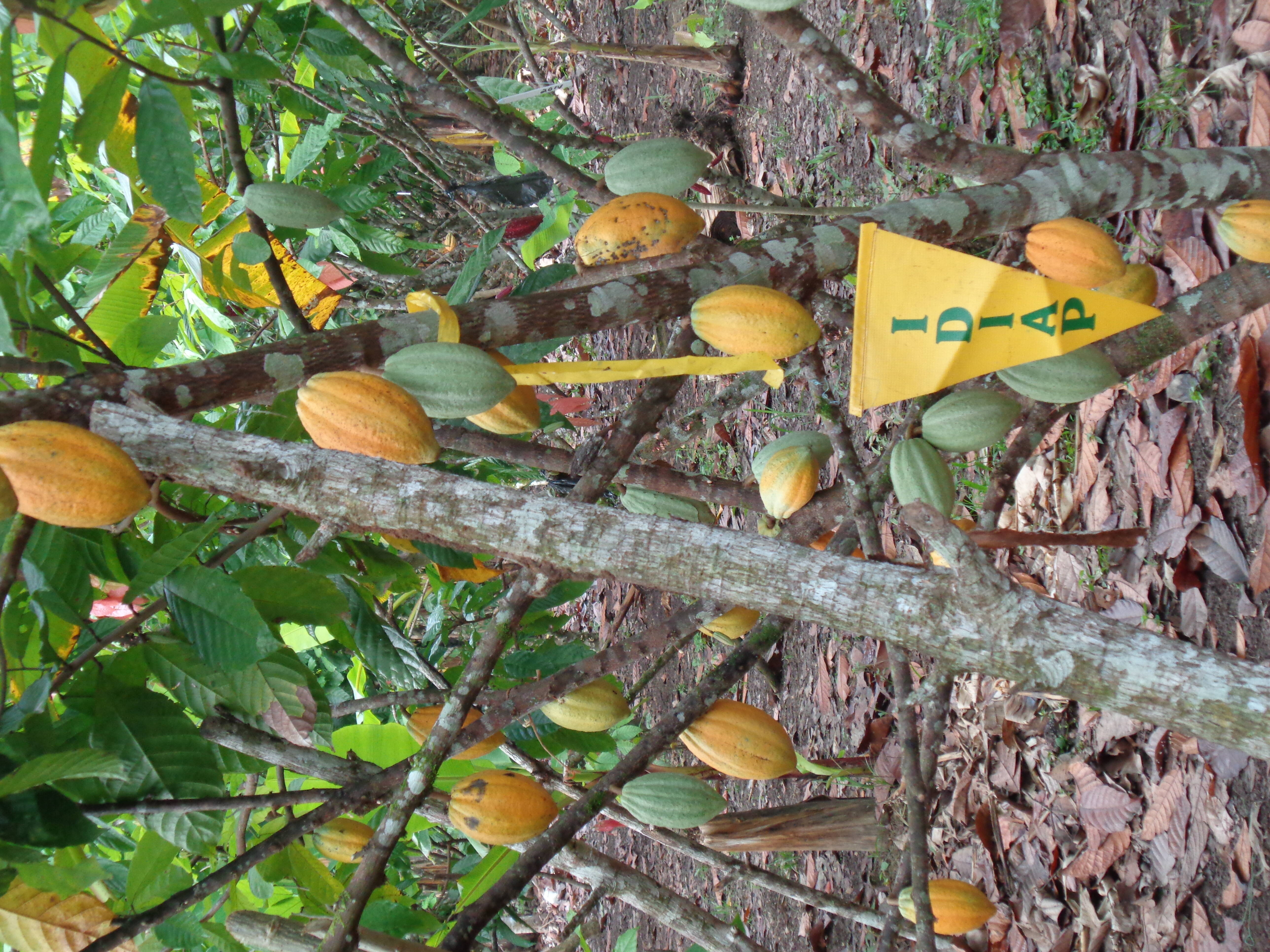 Clon de cacao 26- 60 morado en producción 2023