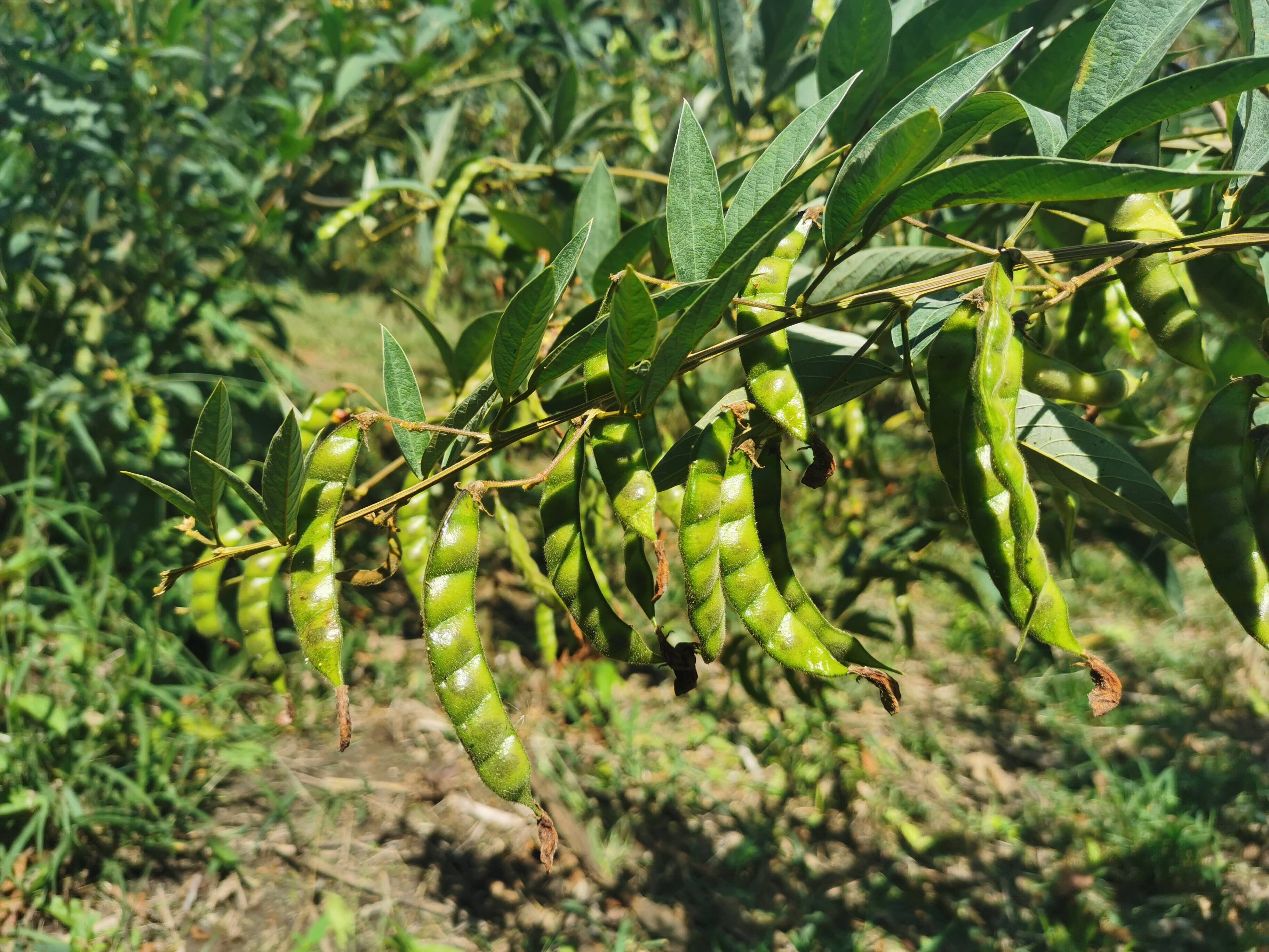 Productores de guandú se preparan para abastecer la demanda de fin de año