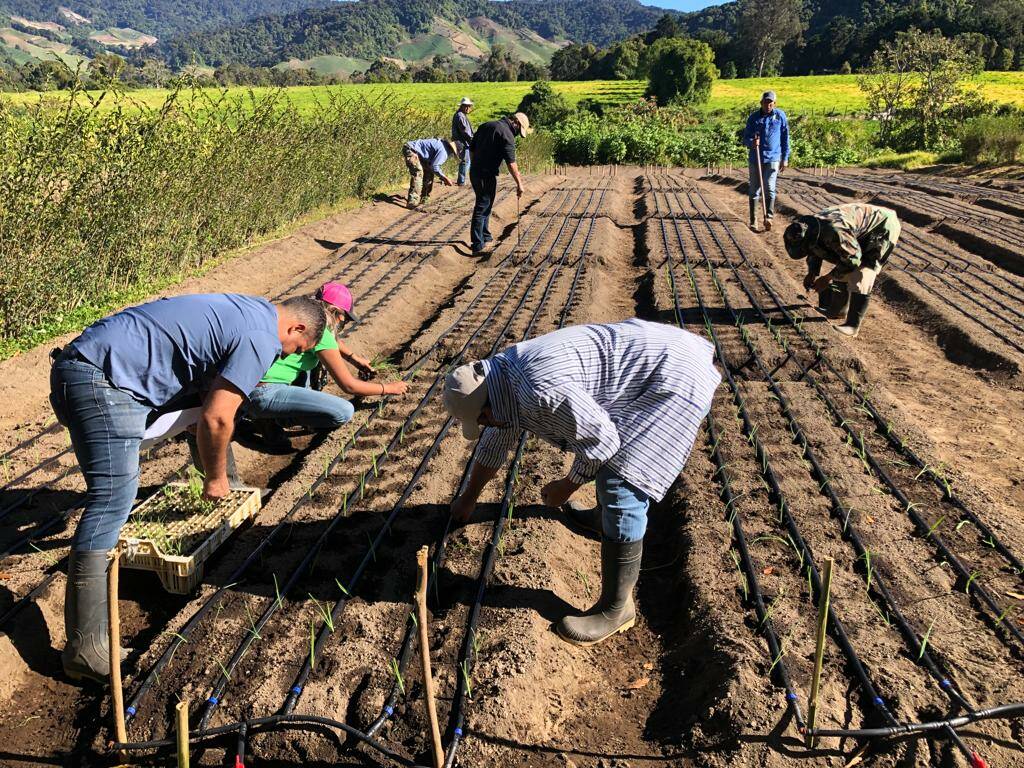 Investigación E Innovación En El Manejo Del Cultivo De Cebolla En Tierras Altas Chiriquí 1875