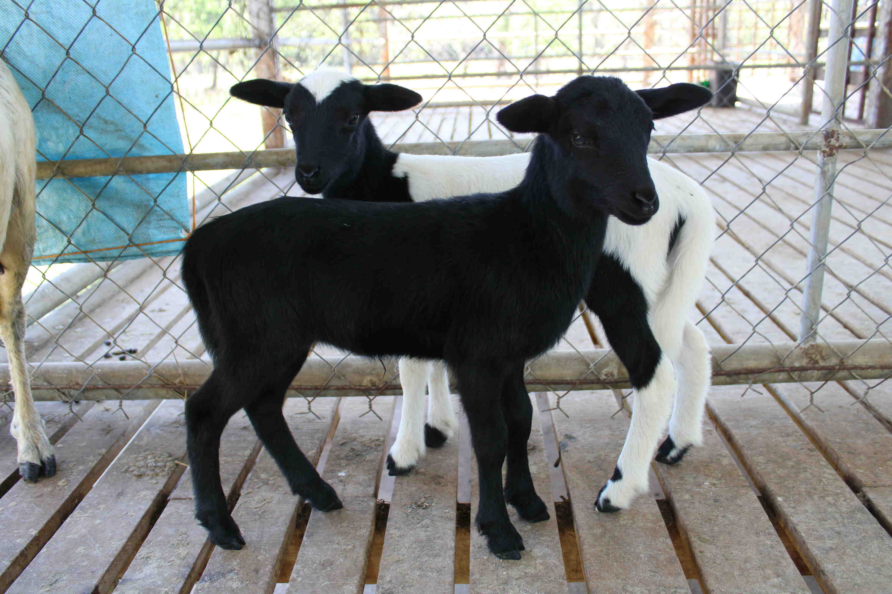 Corderos recién nacidos producto del cruzamiento entre razas Pelibuey X Dorper. En la unidad de investigación Ovina-EEGCMO
